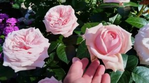 Приветы из лета🐈🌹🐈⬛.#роза Отель Савой,#роза Афрод