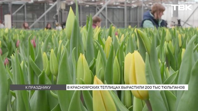 Красноярцам рассказали, как выбрать правильные букет? смотреть онлайн