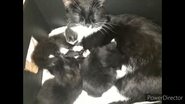 ПРИКОЛЫ - КОШКИ И КОТЯТА 2020 . #смешныекоты2020 #кошки #котята смотреть онлайн