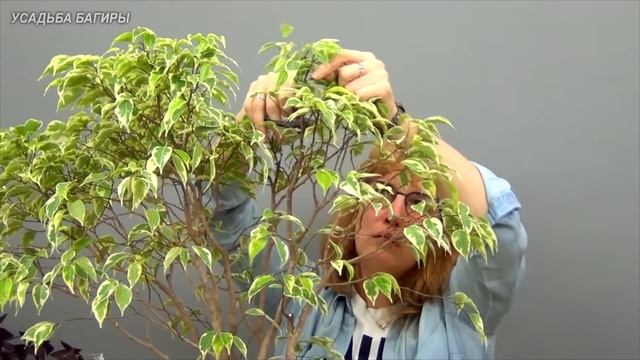 Многоствольный фикус Бенджамина (ч.6).