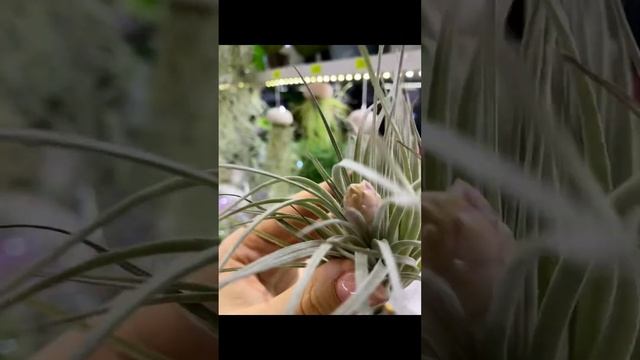 Новые сорта тиландсий в нашем магазине. 🪼🪼🪼