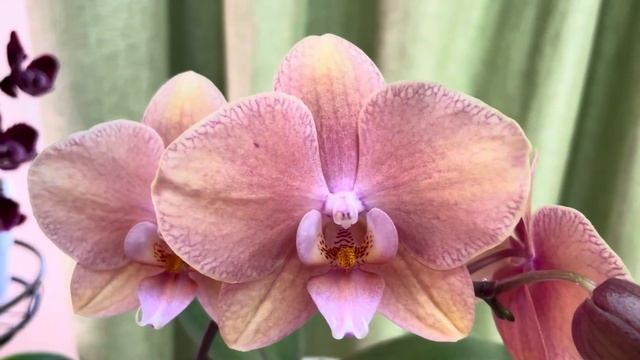 #ОЖИДАНИЕиРЕАЛЬНОСТЬ.  ИНТРИГА СНЯТА!  И снова не без р?