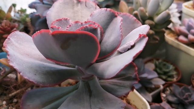 Мои суккулентики дома в тепле и уюте🌸, а на улице зима