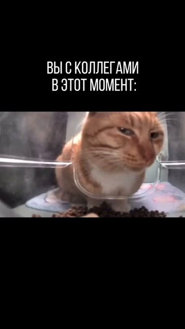POV : Рабочий созвон 😂 | #своявдоску #юмор #работа #cats #funnycats #memes #trending смотреть онлайн