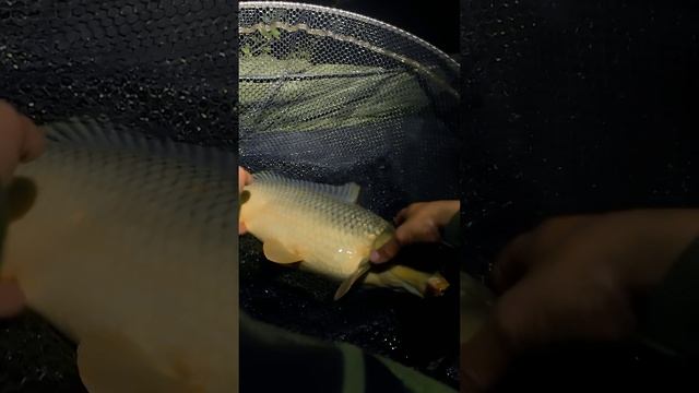 Тигровый орех работает даже в - смотреть онлайн