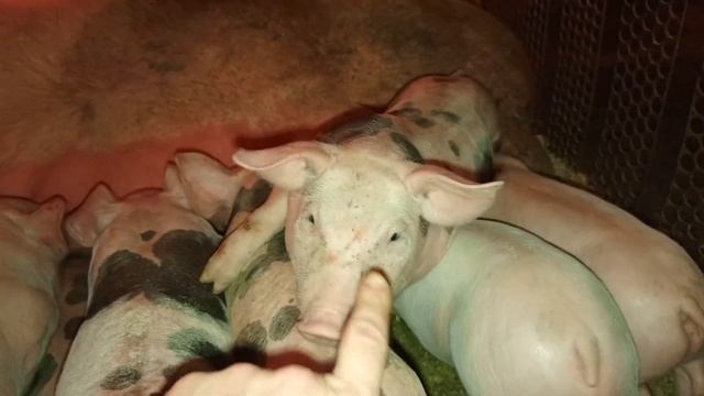 Вес поросёнка в 60 дней,отзывы клиентов на поросят с мо?