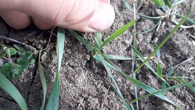 Пшеница! 2 марта, север Крыма!