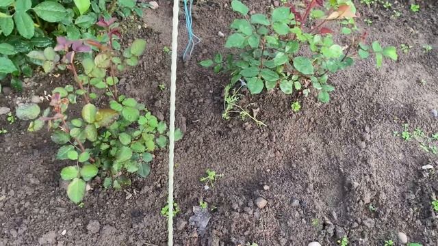 РОЗЫ🌹. СПЕКУЛЯЦИЯ ИЛИ РЕАЛЬНАЯ ПОМОЩЬ РАСТЕНИЯМ 🫣🥶