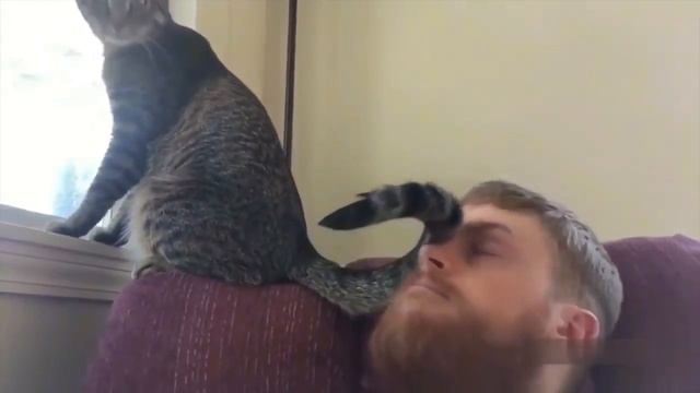 смешные кошки видео до слез смотреть онлайн