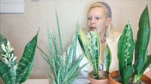 Удивительный случай цветения сансевиерии #сансевиери