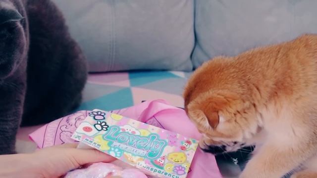 Самые РЕДКИЕ ТАБА ЛАПКИ | Питомцы Меняются Редкими ТАБ смотреть онлайн