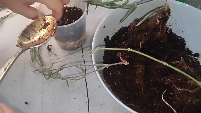 Хойя Линеарис. Обрезка, омоложение, посадка смотреть онлайн