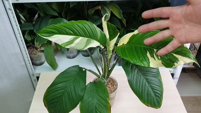 99. как вырастить спатифиллум в речном песке смотреть онлайн