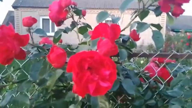 Роза флорентина смотреть онлайн