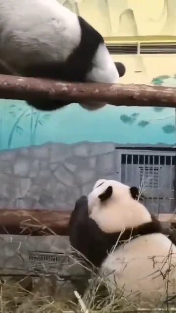 😀😘😘Катюша убегает 🔥 дерётся 🔥спускается с лестн? смотреть онлайн