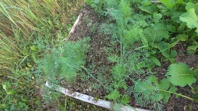 224. Сажаем пионы, делаем заземление смотреть онлайн