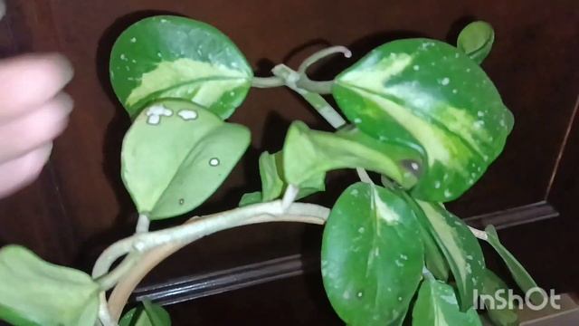 Подборка хойи 🪷🌿🪴 Hoya obovata variegata, thomsonii, Australis bloody, buottii смотреть онлайн