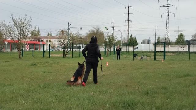 2.  выражено/пож ХЕЛЬГЕН ХАУС АНТЕЙ (Хельген Хаус Тамерлан – Хельген Хаус Фанта)