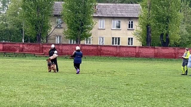 2 Отл. СС Groundqueen GLORIYA +++ №19 / КЧК КИСЕЛЕВСК 11 мая`25 Н.Тихонова Моно н/о