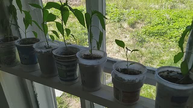 Если лист у перца и томата заворачивается наружу значит надо всего лишь ...