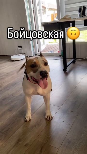 Обожаю эту породу собак #shortvideo #собака #staff #стаффорд #юмор #стаффордширскийтерьер #прикол смотреть онлайн