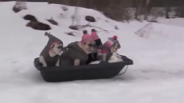 Снежные мопсы смотреть онлайн