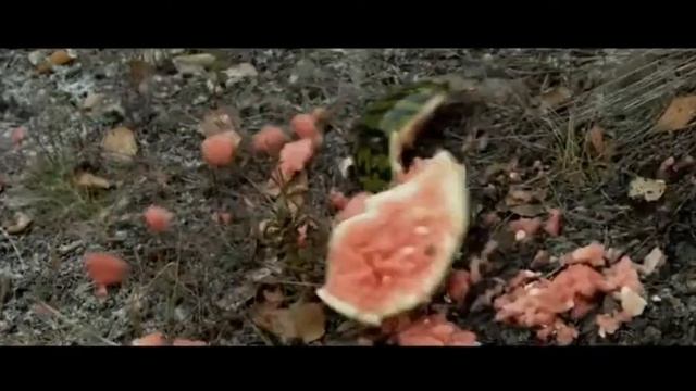 Пилорама (2015) Car Crash Scene