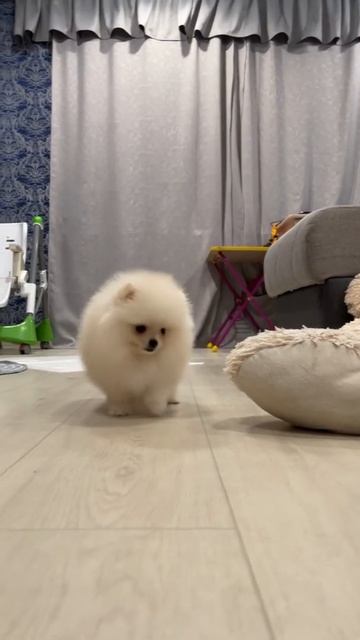 Шпиц белый #shorts