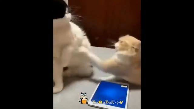 🐈Неприлично смешные кошки! Подборка приколов с котами и кошками смотреть онлайн