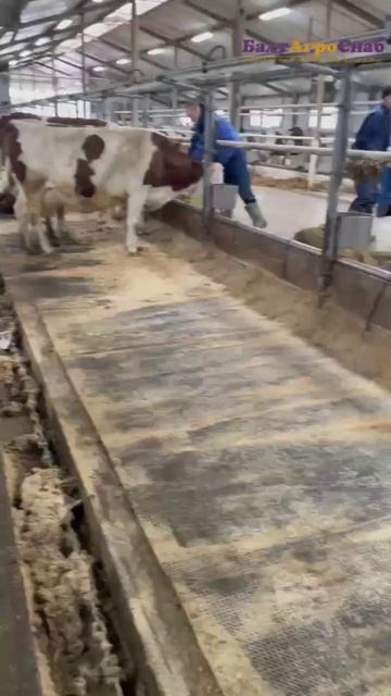 Мат-подстилка для КРС смотреть онлайн