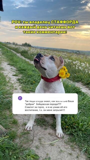 Читаем комментарии о породе Амстафф от знатоков #shortvideo #собака #pitbull #стаффорд #юмор смотреть онлайн