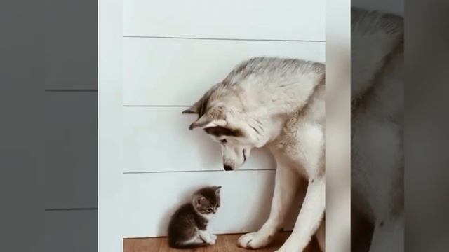 Веселые коты / Смешные котики / Коты приколы / Забавные животные / Смешные коты смотреть онлайн