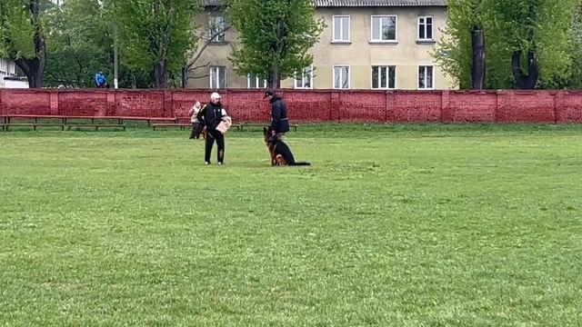 1 Отл. КЧК YANYCHAR f. Katerina Stolts +++ №6 / КЧК КИСЕЛЕВСК 11 мая`25 Н.Тихонова Моно н/о