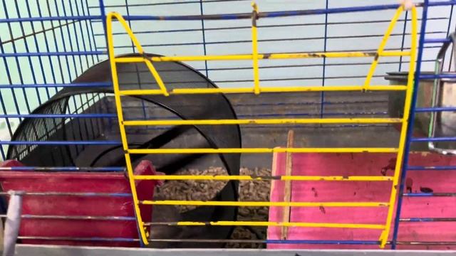 День рождение на Поля | пунктуальность наш « конек « сч смотреть онлайн