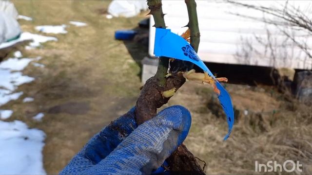 Распаковка посылки с розами из питомника Ольга розы