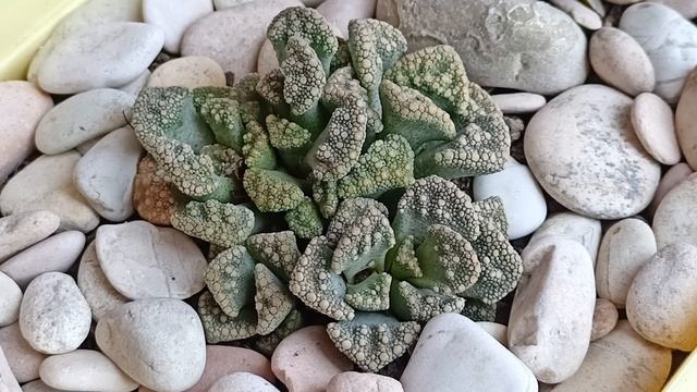 Суккуленты Титанопсис и Фаукария.