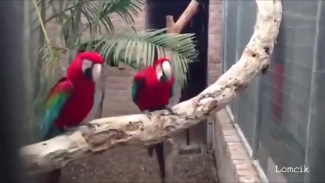 Лучшие приколы 2013 #18 BEST Funny Videos 2013 смотреть онлайн