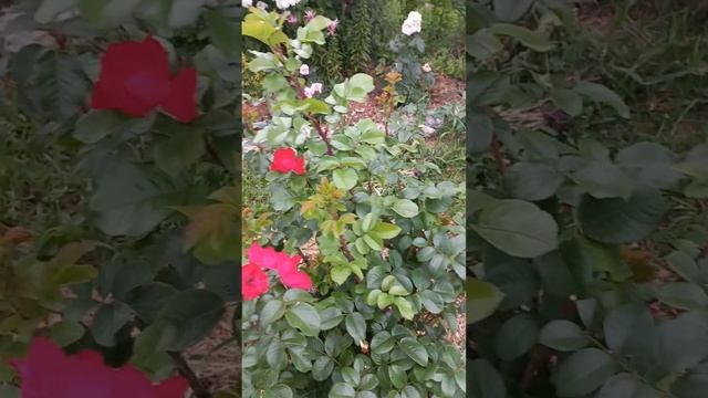 1 августа 2024 г.