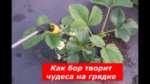 Опрыскивание клубники бором