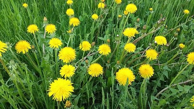 Приятная музыка о весне смотреть онлайн