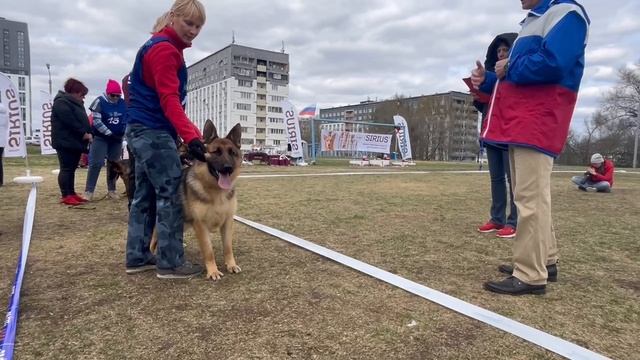 ПОДРОСТКИ СУКИ / КЧК КЕМЕРОВО 4 мая`25 И.Ширан Моно немецких овчарок