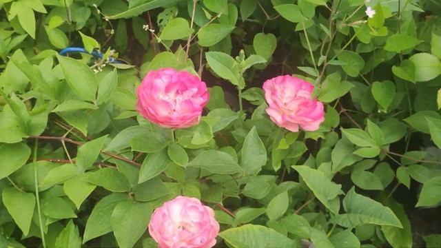 Нарядная Нью Дон и другие, июль 2024 смотреть онлайн