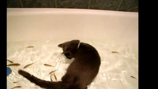КОТ ЛОВИТ РЫБУ ПРИКОЛ смотреть онлайн