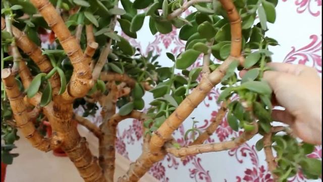 Формировка Большой Толстянки. Обрезка денежного дере? смотреть онлайн