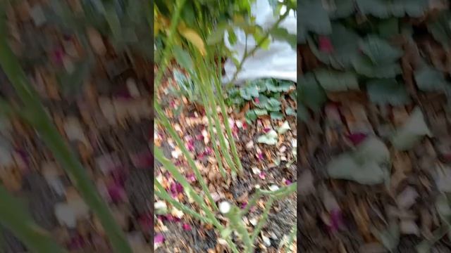 продолжаю обрезать розы