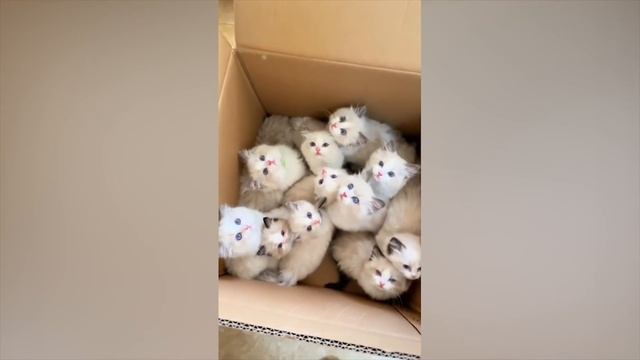 ПРИКОЛЫ С ЖИВОТНЫМИ ДО СЛЕЗ / Смешные КОТЫ 2022 / Приколы с КОТАМИ / Funny ANIMALS video #81 смотреть онлайн