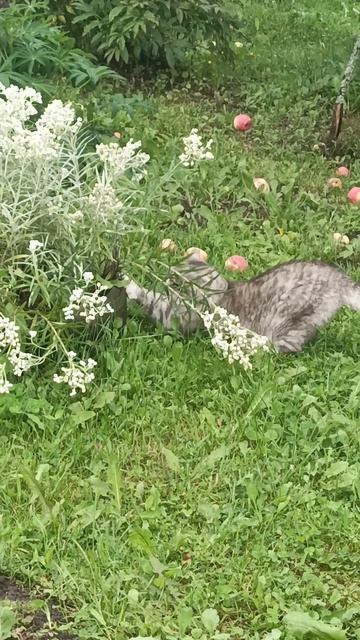 Кошка Соня точит когти #4k #cat #кошачьи смотреть онлайн