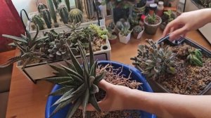 СРОЧНО спасаем суккуленты.