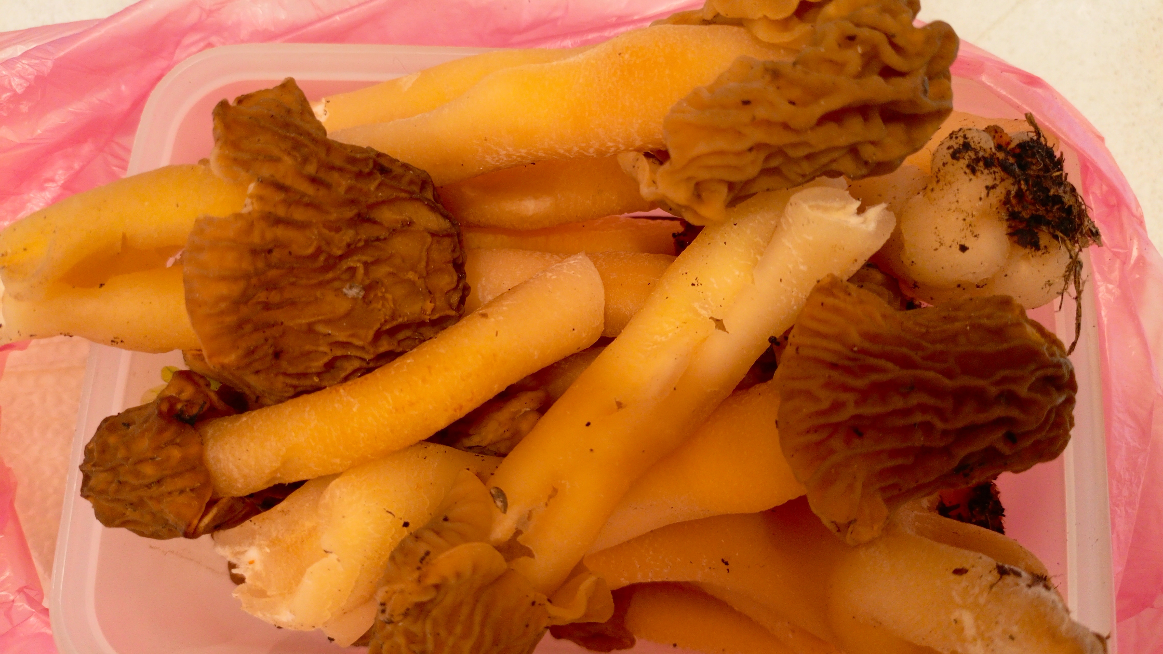 Озимые грибы смотреть онлайн