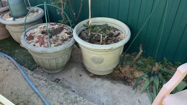 Горшечный садик, розы! 18 апреля 25г🌿